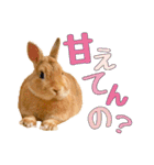 うさぎのニコ(夫婦の会話)（個別スタンプ：15）