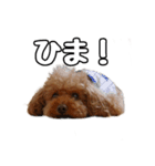 トイプードルのさぶ（個別スタンプ：1）