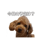 トイプードルのさぶ（個別スタンプ：2）