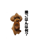 トイプードルのさぶ（個別スタンプ：3）