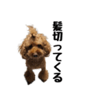 トイプードルのさぶ（個別スタンプ：4）