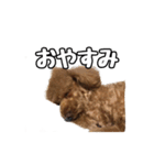 トイプードルのさぶ（個別スタンプ：5）