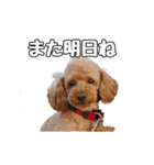 トイプードルのさぶ（個別スタンプ：6）