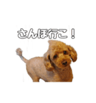 トイプードルのさぶ（個別スタンプ：7）