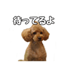 トイプードルのさぶ（個別スタンプ：8）