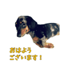 こむすきの日常で使えるスタンプ（個別スタンプ：5）