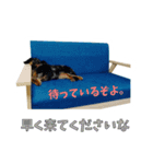 こむすきの日常で使えるスタンプ（個別スタンプ：7）