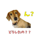 こむすきの日常で使えるスタンプ（個別スタンプ：11）