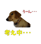 こむすきの日常で使えるスタンプ（個別スタンプ：12）