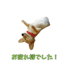 こむすきの日常で使えるスタンプ（個別スタンプ：21）