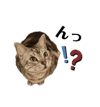 くるぶし先輩withにゃんず2（個別スタンプ：11）