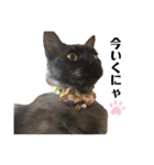 くるぶし先輩withにゃんず2（個別スタンプ：40）