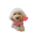 PUPUの毎日✨（個別スタンプ：1）