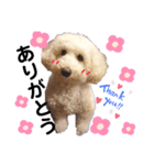 PUPUの毎日✨（個別スタンプ：4）
