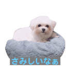 ちゃんまるの日常2（個別スタンプ：3）