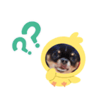 我が家のわんこのれおちぇーるてぃにょん（個別スタンプ：2）