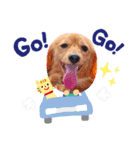 我が家のわんこのれおちぇーるてぃにょん（個別スタンプ：6）