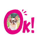 我が家のわんこのれおちぇーるてぃにょん（個別スタンプ：11）