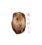 モルモットのモルシくん（個別スタンプ：5）