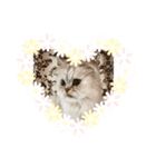 ペルシャ猫の華ちゃん（個別スタンプ：1）