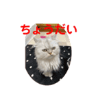 ペルシャ猫の華ちゃん（個別スタンプ：2）