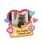 ペルシャ猫の華ちゃん（個別スタンプ：3）