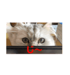 ペルシャ猫の華ちゃん（個別スタンプ：6）