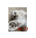 ペルシャ猫の華ちゃん（個別スタンプ：7）