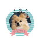 ♥Pansy♥ポメラニアンの日常（個別スタンプ：1）
