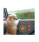 ♥Pansy♥ポメラニアンの日常（個別スタンプ：3）