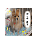 ♥Pansy♥ポメラニアンの日常（個別スタンプ：7）