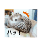 ♥Pansy♥ポメラニアンの日常（個別スタンプ：14）