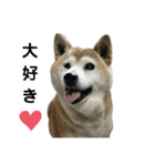 柴犬わんわん2（個別スタンプ：1）