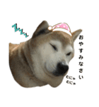 柴犬わんわん2（個別スタンプ：6）