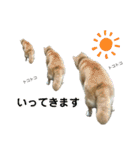 柴犬わんわん2（個別スタンプ：7）