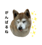 柴犬わんわん2（個別スタンプ：9）
