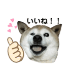 柴犬わんわん2（個別スタンプ：10）