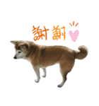 柴犬わんわん2（個別スタンプ：11）
