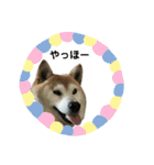 柴犬わんわん2（個別スタンプ：12）