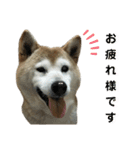 柴犬わんわん2（個別スタンプ：13）