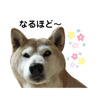 柴犬わんわん2（個別スタンプ：14）