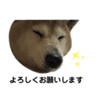 柴犬わんわん2（個別スタンプ：15）