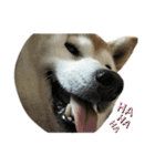 柴犬わんわん2（個別スタンプ：16）