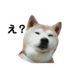 柴犬わんわん2（個別スタンプ：18）