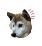 柴犬わんわん2（個別スタンプ：20）