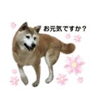 柴犬わんわん2（個別スタンプ：21）