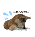 柴犬わんわん2（個別スタンプ：22）