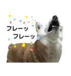 柴犬わんわん2（個別スタンプ：25）