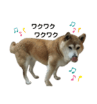 柴犬わんわん2（個別スタンプ：29）