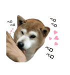 柴犬わんわん2（個別スタンプ：30）